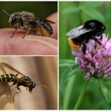 Šta učiniti ako ste progutali osu